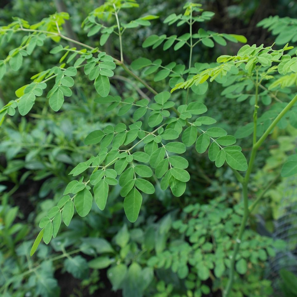 Health benefits of Moringa 